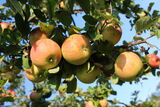 Äpfel am Baum , Foto: Alena Lampe