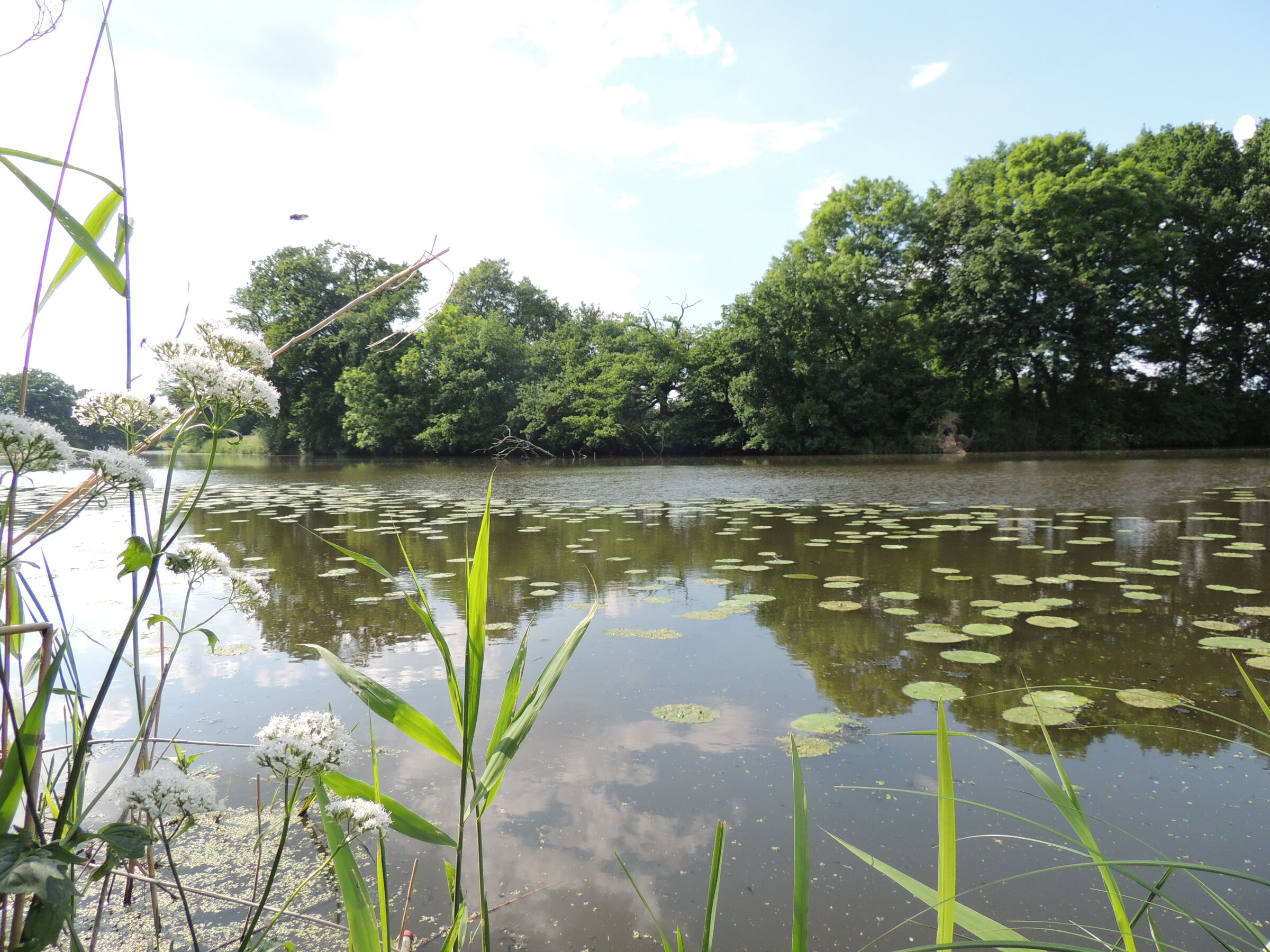 Löcknitz nahe Seedorf, Foto: Ricarda Rath, Lizenz: Naturwacht Brandenburg