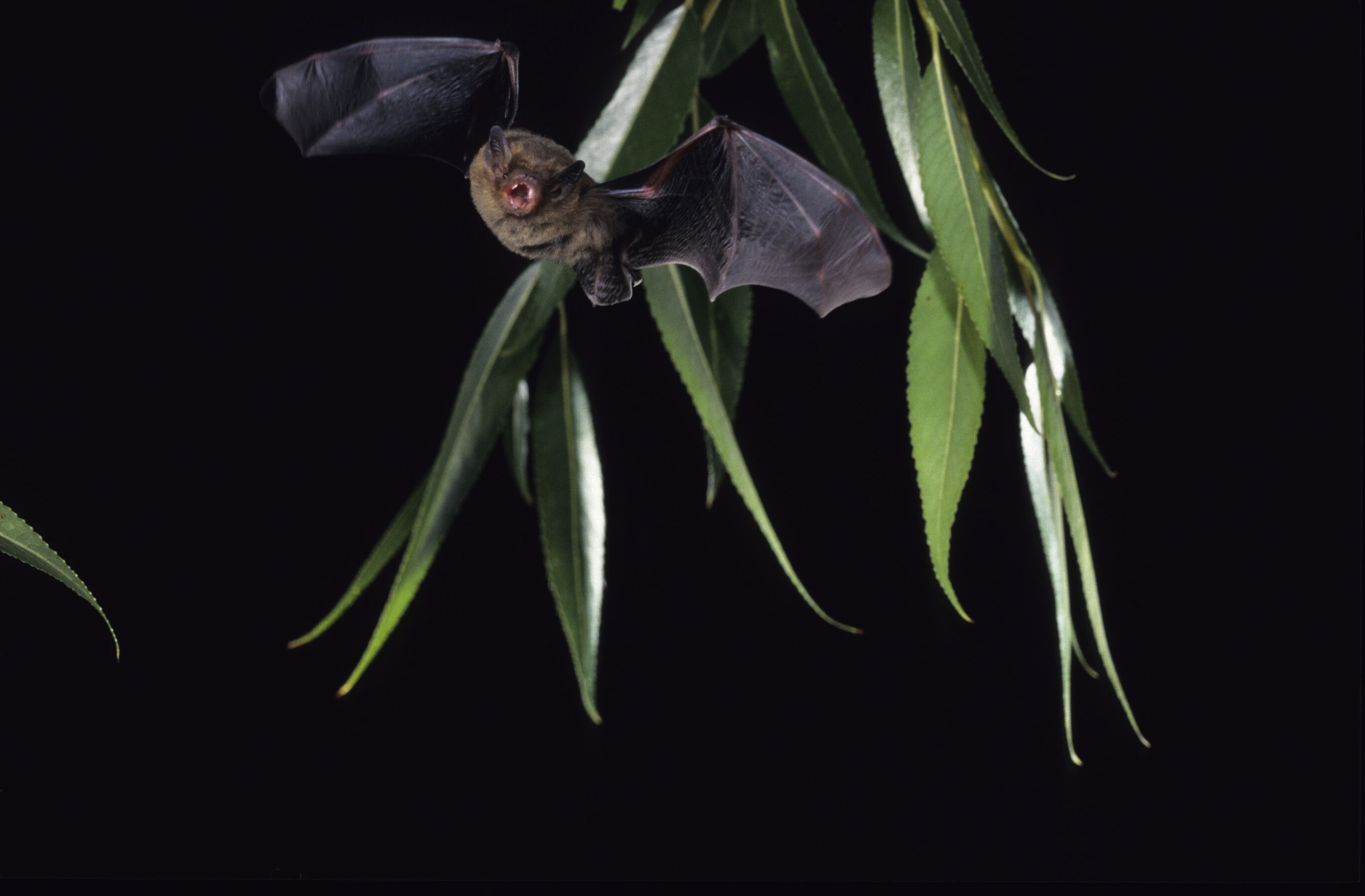 Mückenfledermaus, Foto: Dietmar Nill, Lizenz: NaturSchutzFonds Bbg.