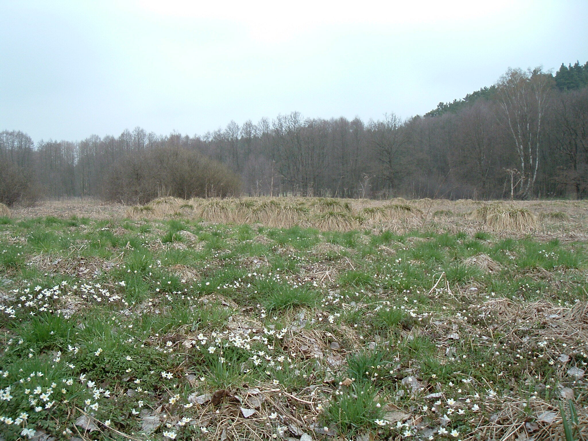 Buschwindröschen, Foto: Steffen Bohl, Lizenz: Steffen Bohl