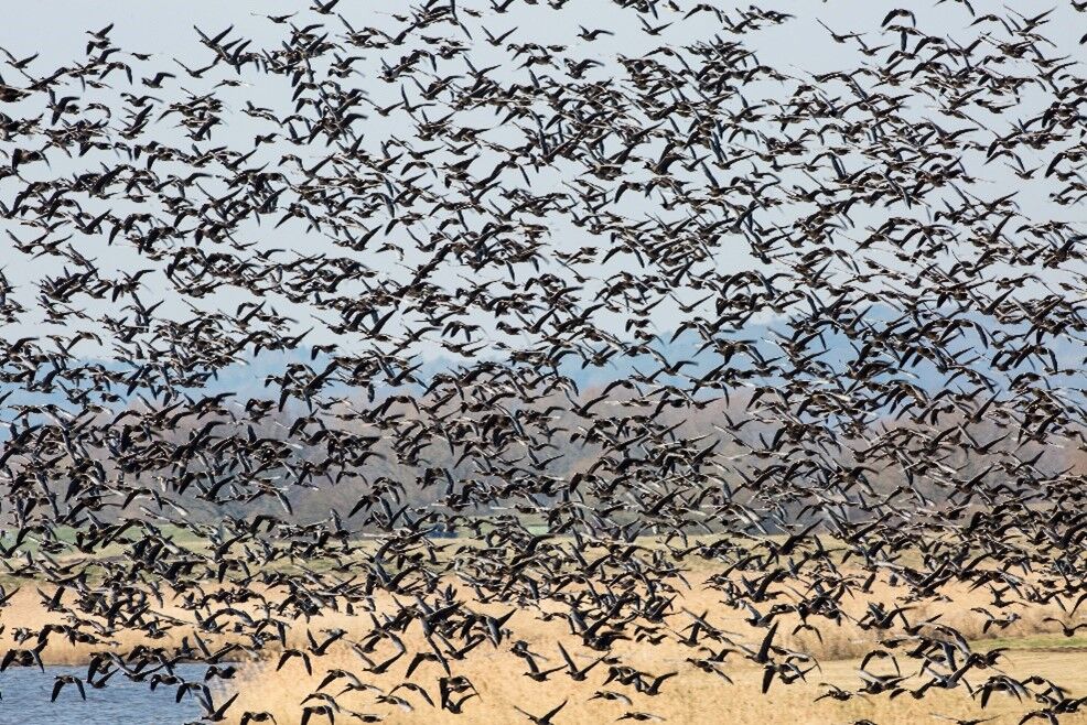 Viele Blässgänse fliegen auf, Foto: : Lerch_Ulmer, Lizenz: Naturwacht Brandenburg
