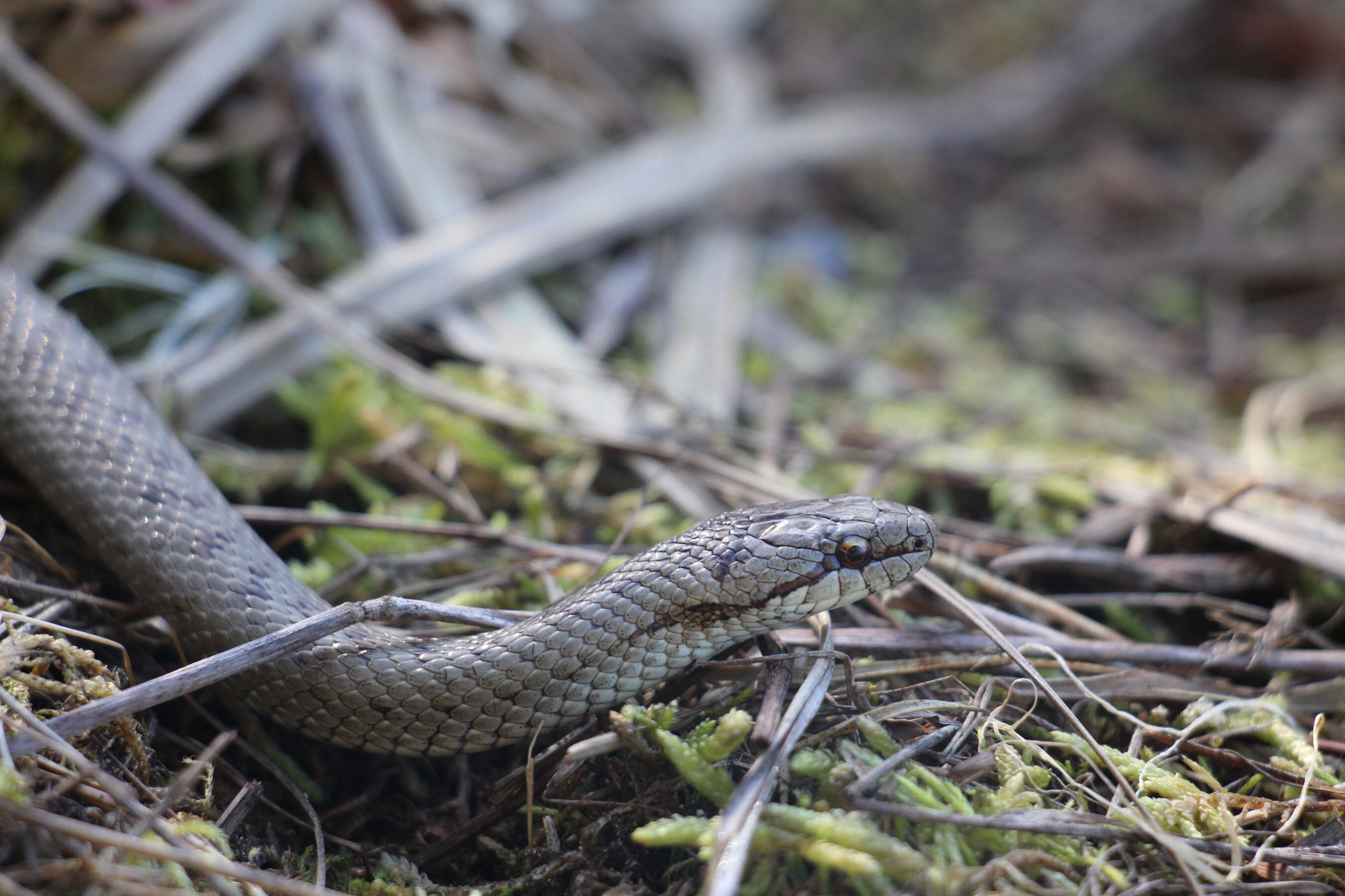 Schlingnatter, Foto: Michael Ahrens, Lizenz: Naturschutzfonds Brandenburg