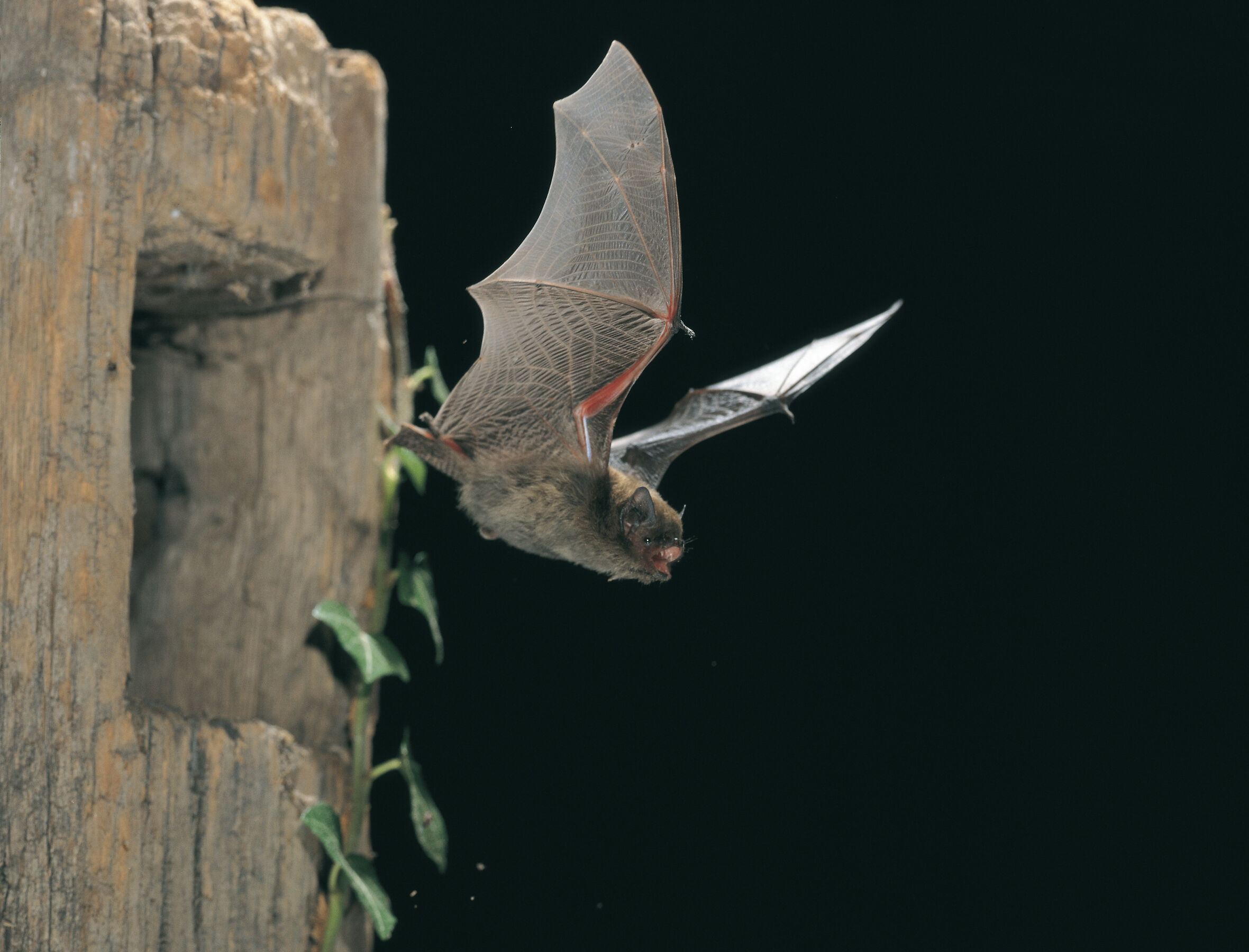 Zwergfledermaus, Foto: Dietmar Nill, Lizenz: NaturSchutzFonds Brandenburg