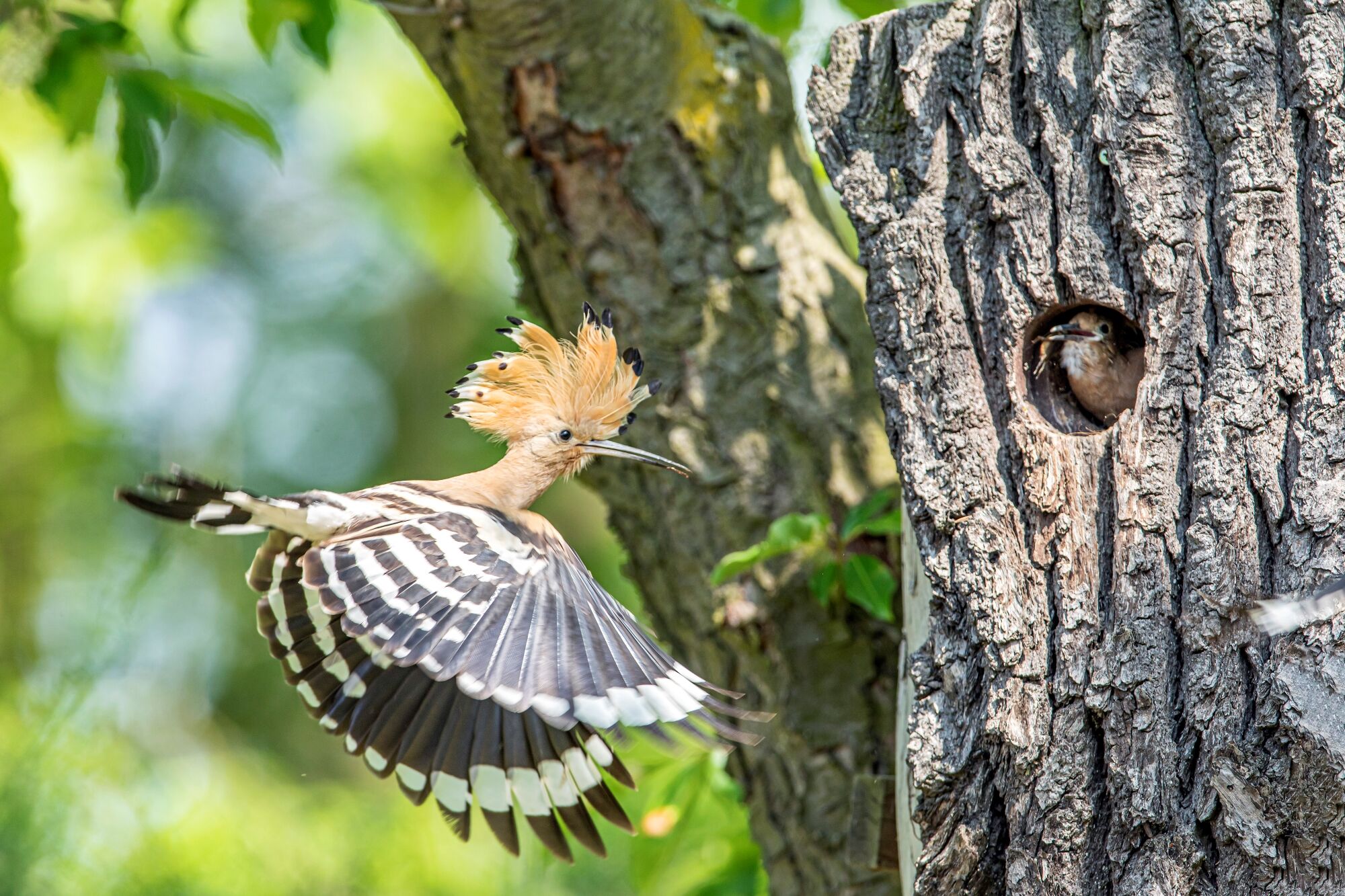 Wiedehopf beim Flug, Foto: Ralf Donat, Lizenz: Sielmanns Naturlandschaft Wanninchen