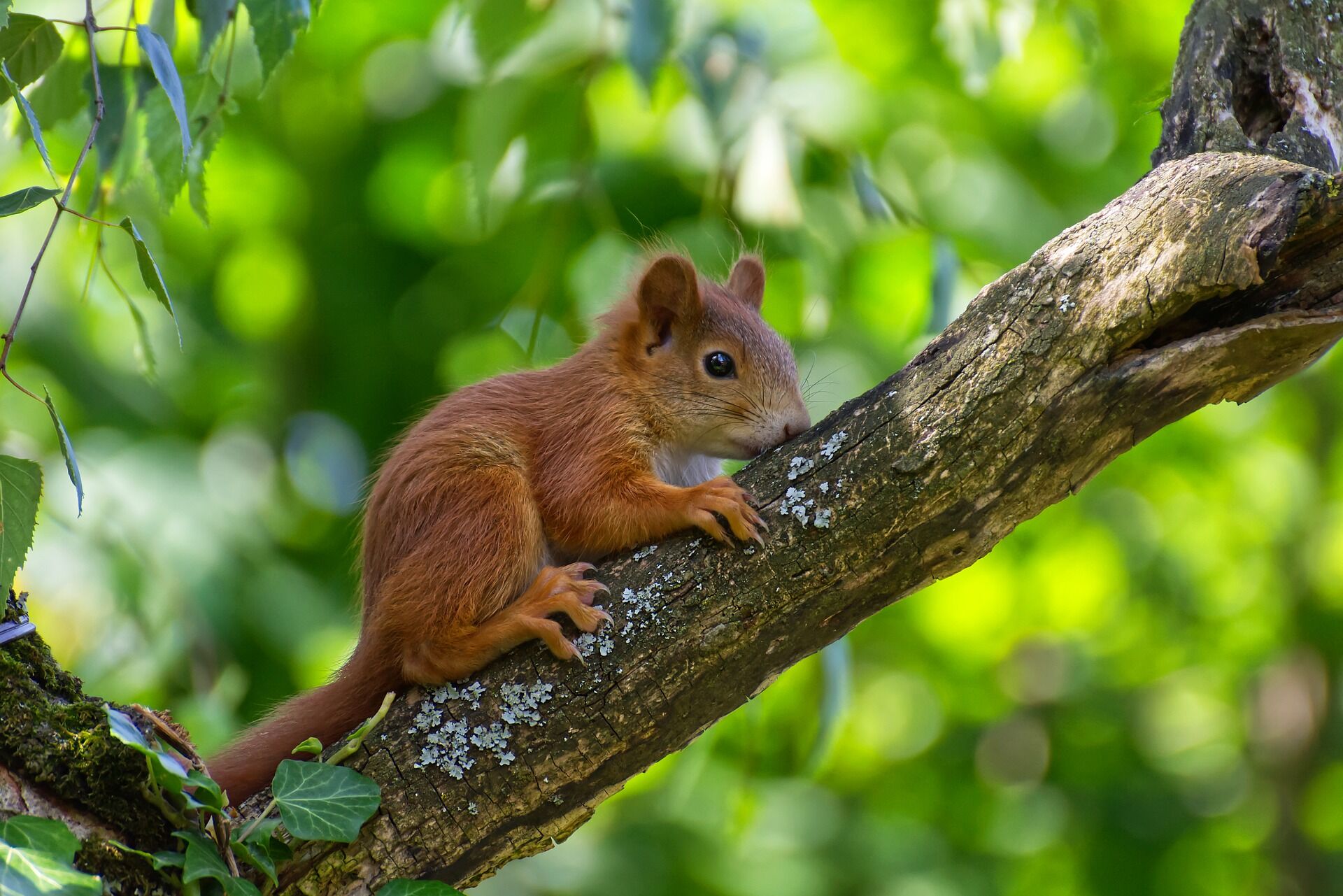 Eichhörnchen, Foto: Alexas_Fotos , Lizenz: pixabay
