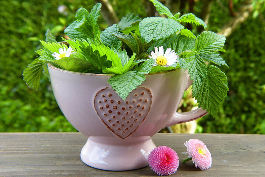 Teekräuter, Foto: Pixabay - kostenlos verfügbares Foto
