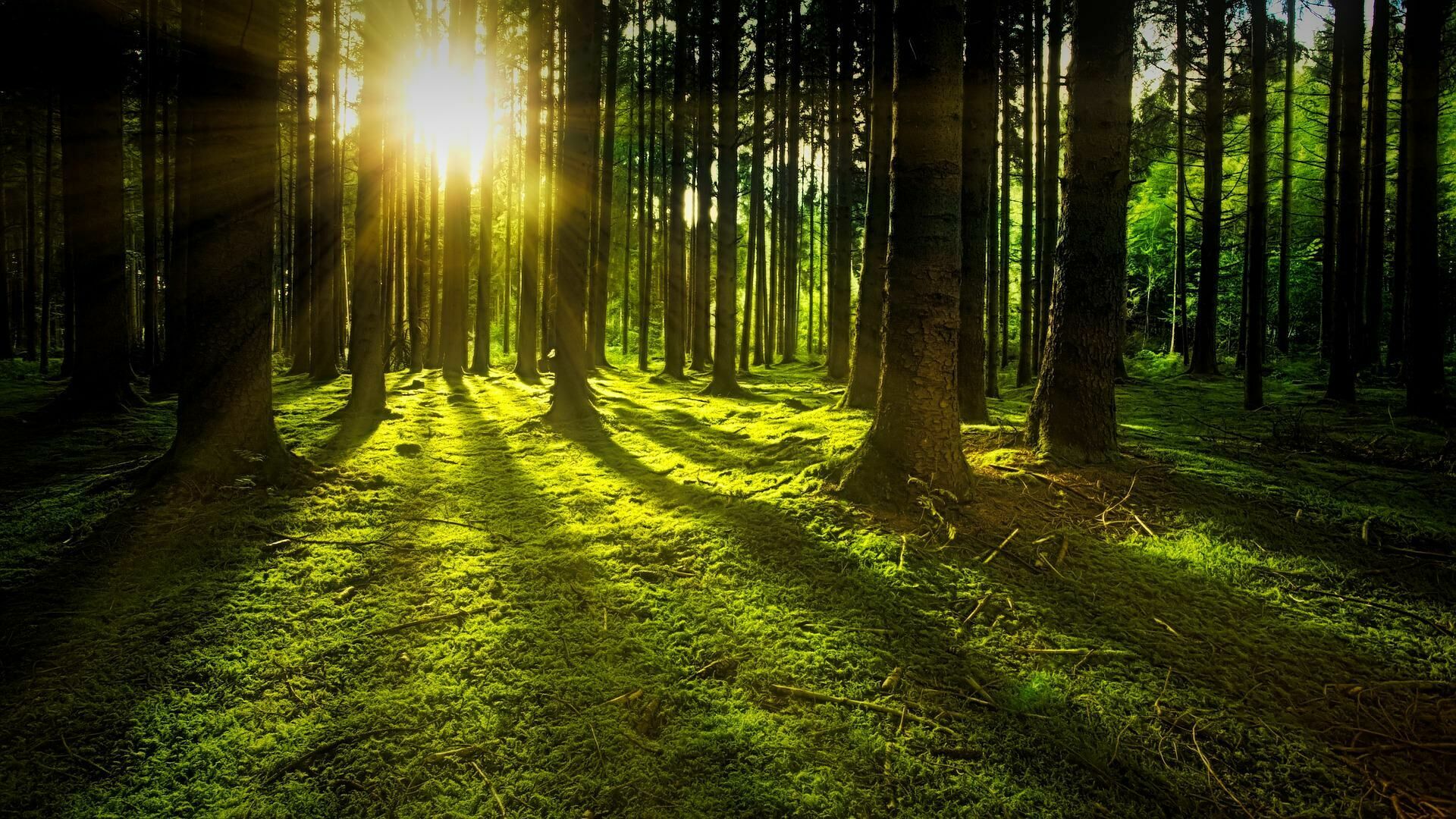 Wald, Foto: jplenio, Lizenz: pixabay