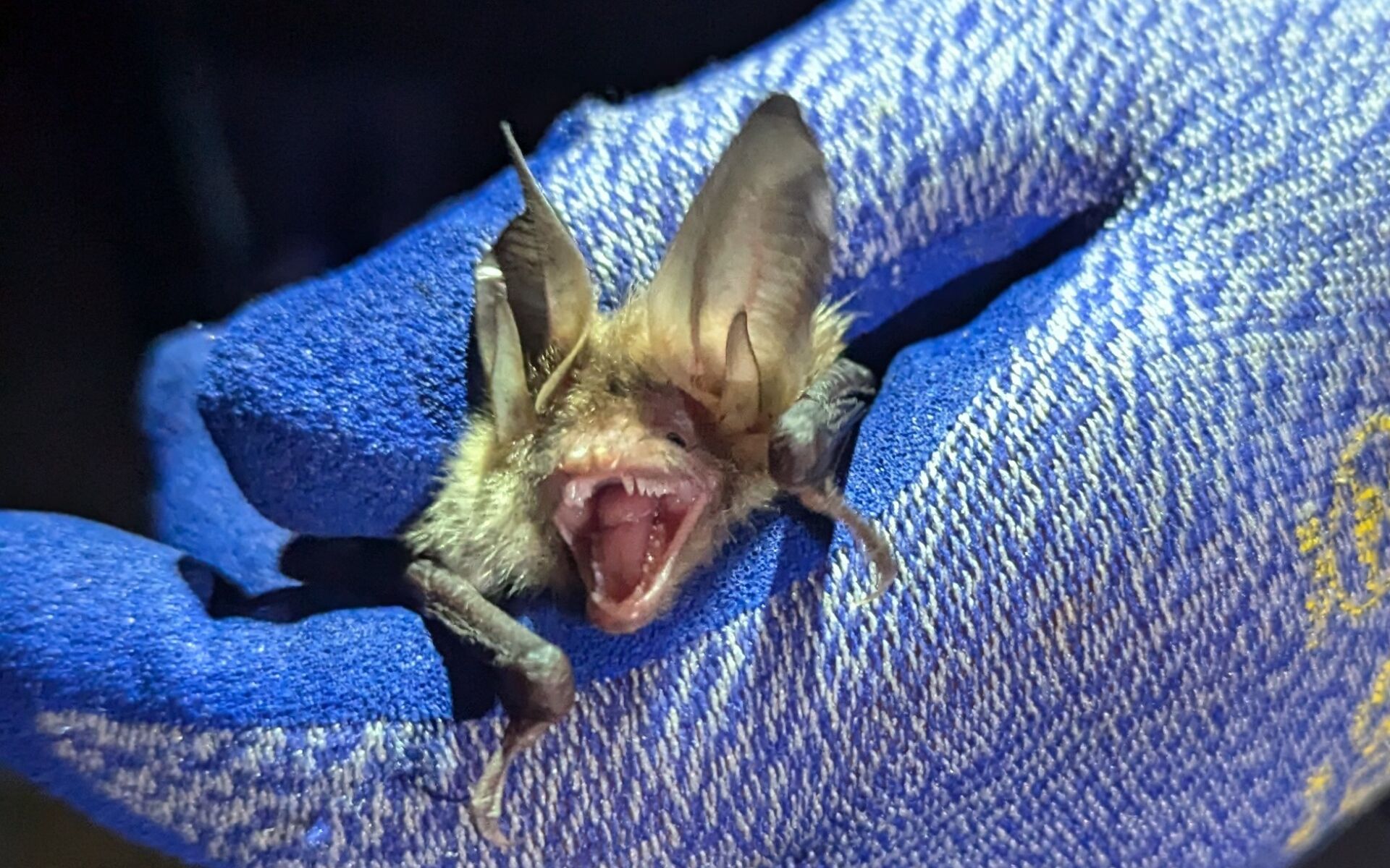 Fledermausnacht in Elbe-Elster, Foto: FV Naturpark NLH