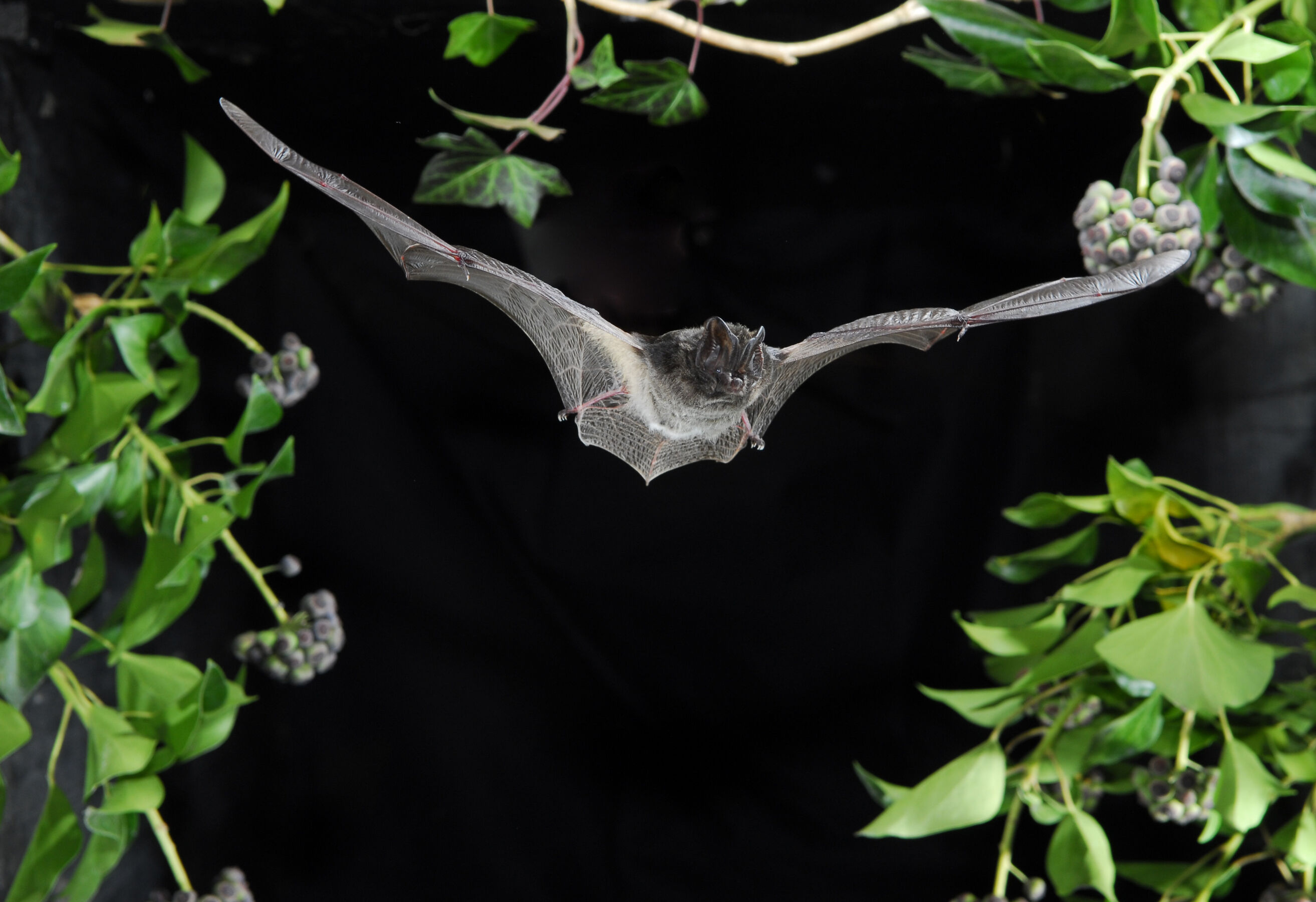 Mopsfledermaus, Foto: Milan Podany, Lizenz: Sielmanns Naturlandschaft Wanninchen