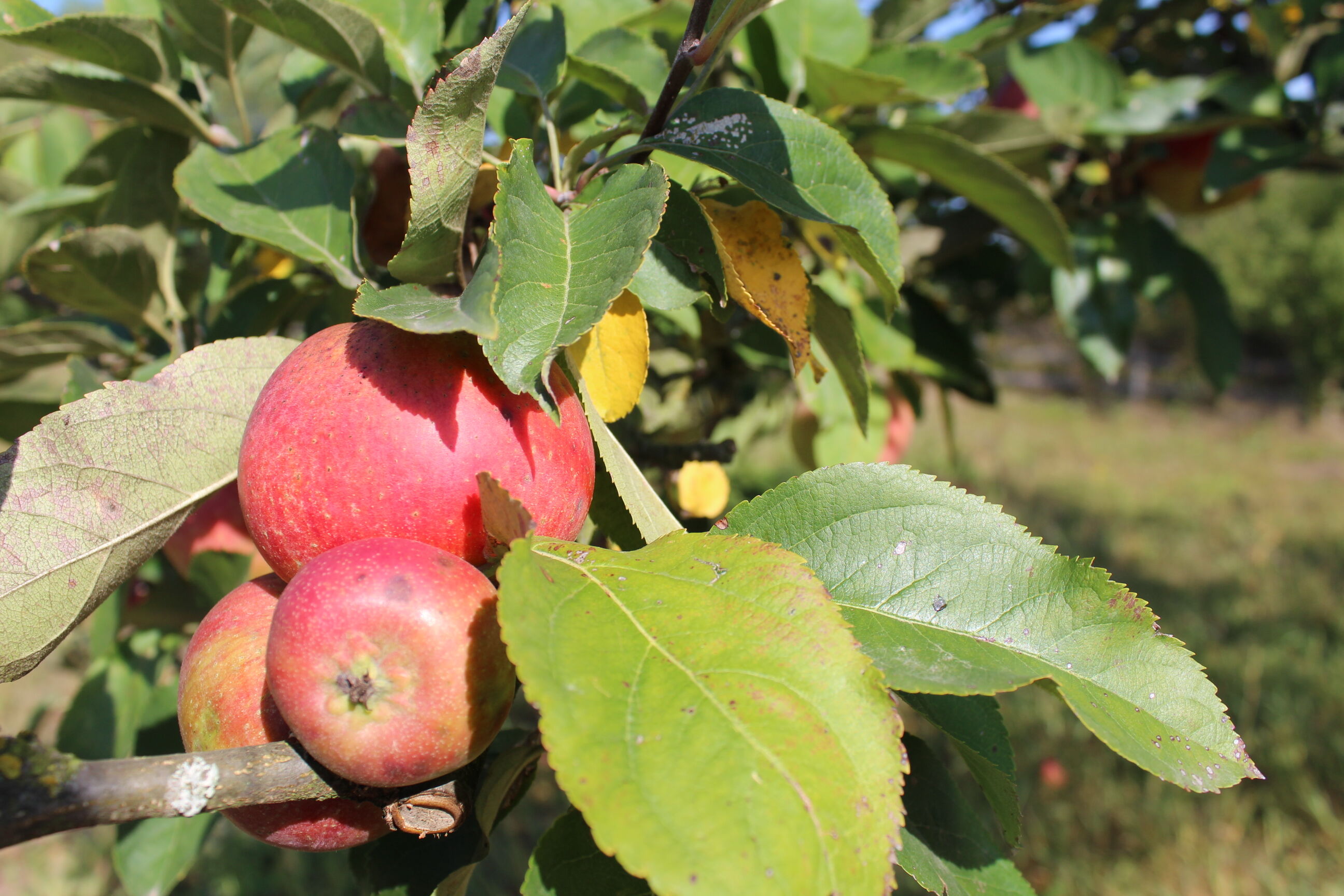 In dieser Woche dreht sich alles um den Apfel, Foto: NABU, Lizenz: NABU
